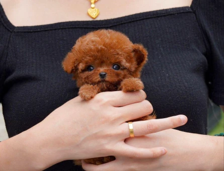 UYGUN BÜTÇELİ TOY POODLE BEBEKLERİM - 11109 - Görsel 4