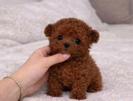 UYGUN BÜTÇELİ TOY POODLE BEBEKLERİM - 11109 - Görsel 5