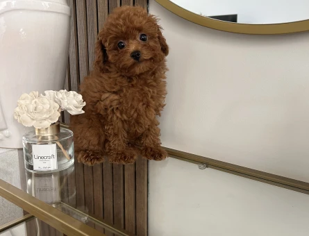 ToyPoodle yavrular - 11115 - Görsel 3