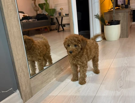 Toy poddle - 11118 - Görsel 3