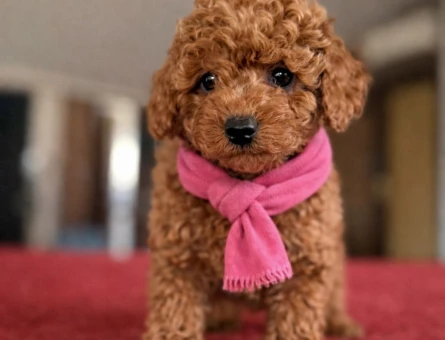 Antialerjik Irk ToyPoodle Yavrular - 11135 - Görsel 4