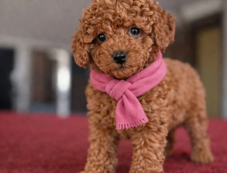 Antialerjik Irk ToyPoodle Yavrular - 11135 - Görsel 5