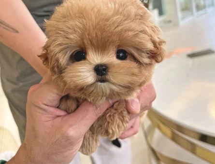 GERÇEK KORE POODLE BEBEKLERİM - 11136