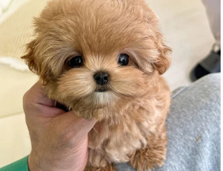 GERÇEK KORE POODLE BEBEKLERİM - 11136 - Görsel 3