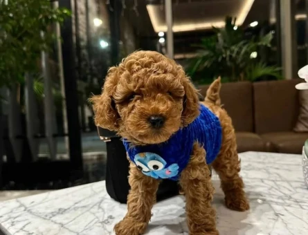 En Zeki Ufak Irk ToyPoodle Yavrular - 11137 - Görsel 3