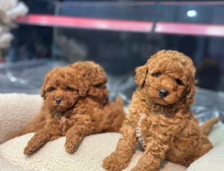 Ümraniye Mağazamızdan ToyPoodle Yavrular - 11140