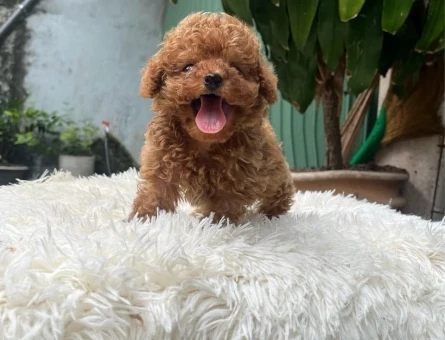 UYGUN BÜTÇELİ TOY POODLE BEBEKLERİM - 11147