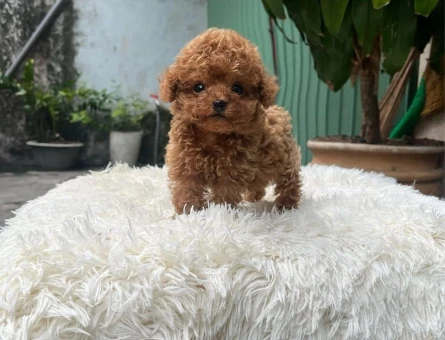 UYGUN BÜTÇELİ TOY POODLE BEBEKLERİM - 11147 - Görsel 3