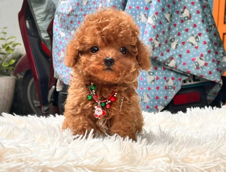 UYGUN BÜTÇELİ TOY POODLE BEBEKLERİM - 11147 - Görsel 4