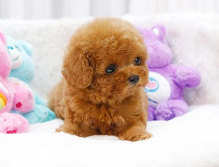 KOREAN TOY POODLE BEBEK - 11148