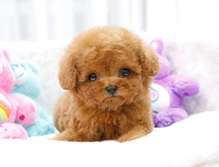 KOREAN TOY POODLE BEBEK - 11148 - Görsel 3