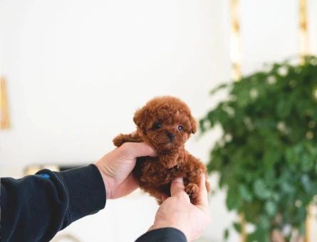 TOY POODLE BEBEĞİM - 11149