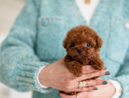 TOY POODLE BEBEĞİM - 11149 - Görsel 3