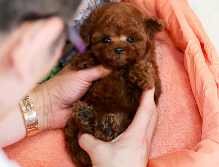 KORE TOY POODLE - 11150 - Görsel 3