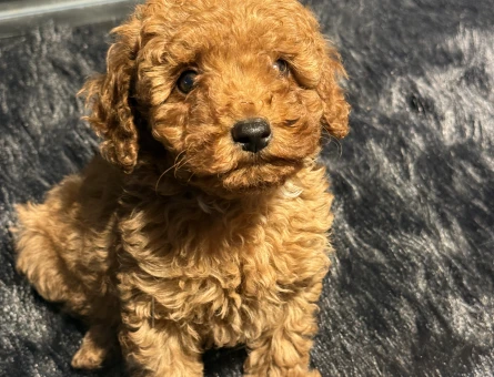 TOY POODLE RED YAVRULARIMIZ - 11155