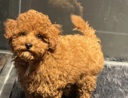 TOY POODLE RED YAVRULARIMIZ - 11155 - Görsel 3
