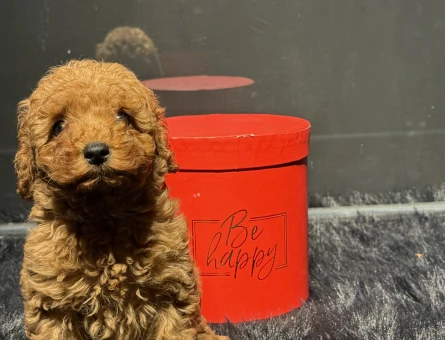 TOY POODLE RED YAVRULARIMIZ - 11155 - Görsel 4