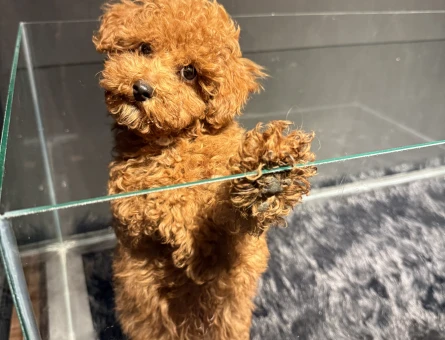 TOY POODLE RED YAVRULARIMIZ - 11155 - Görsel 5