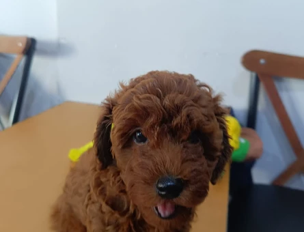 red brown toy poodle - 11169