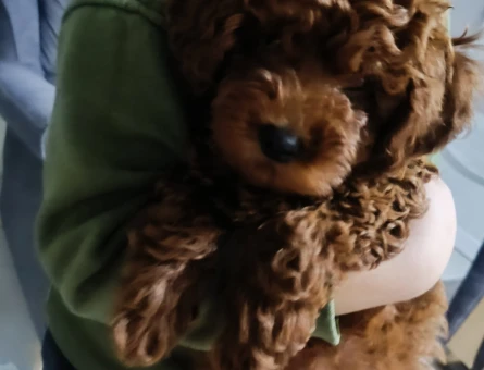 red brown toy poodle - 11169 - Görsel 3