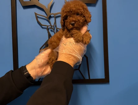 RED BROWNE TOY POODLE YAVRULARIMIZ - 11170