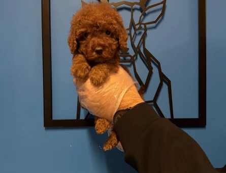 RED BROWNE TOY POODLE YAVRULARIMIZ - 11170 - Görsel 3