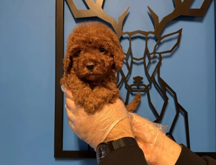 RED BROWNE TOY POODLE YAVRULARIMIZ - 11170 - Görsel 4