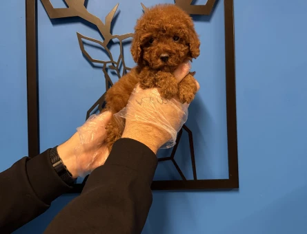RED BROWNE TOY POODLE YAVRULARIMIZ - 11170 - Görsel 5