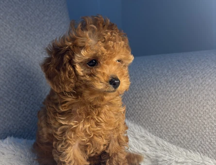 KORE TOY POODLE YAVRULARIMIZ - 11173