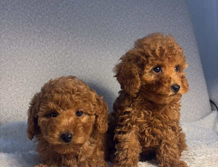 KORE TOY POODLE YAVRULARIMIZ - 11173 - Görsel 3