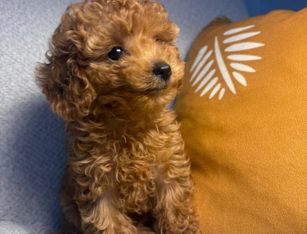 KORE TOY POODLE YAVRULARIMIZ - 11173 - Görsel 4