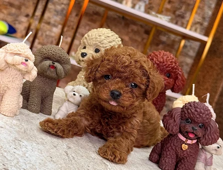 ORGİNAL POODLE YAVRULARI - 11176 - Görsel 3