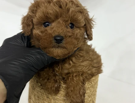 KOREAN POODLE YAVRULARI - 11179