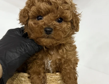 KOREAN POODLE YAVRULARI - 11179 - Görsel 3