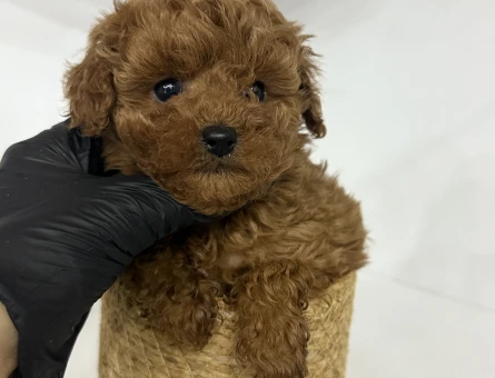 KOREAN POODLE YAVRULARI - 11179 - Görsel 4
