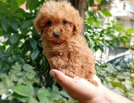 Sevimli Toy Poodle Yavrularımız - 11183