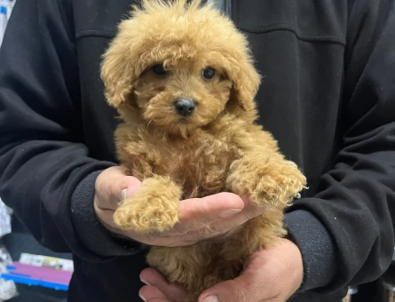 Sevimli Toy Poodle Yavrularımız - 11183 - Görsel 3