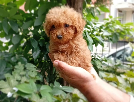 Sevimli Toy Poodle Yavrularımız - 11183 - Görsel 4