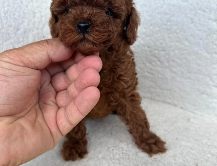 IRKININ EN MÜKEMMELİ POODLE YAVRULARI - 11187