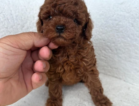 IRKININ EN MÜKEMMELİ POODLE YAVRULARI - 11187 - Görsel 3