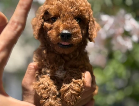 KORE KAN ÇOK ÖZEL POODLE YAVRULARI - 11188