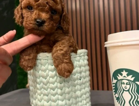 MÜKEMMEL KALİTE KORE KAN POODLE YAVRULARIMIZ - 11189 - Görsel 3