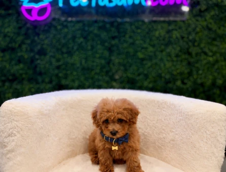 A Kalite Red Brownd Toy Poodle Yavrularımız - 11204