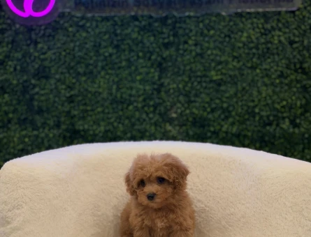 A Kalite Red Brownd Toy Poodle Yavrularımız - 11204 - Görsel 3