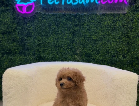 Red Brown Kaliteli Toy Poodle Bebeklerimiz - 11205