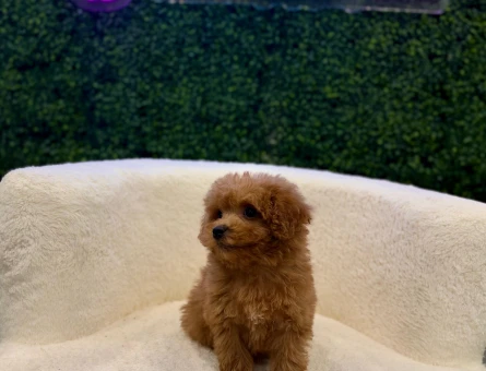 Safkan Toy Poodle Yavrularımız 2 Aylık - 11206
