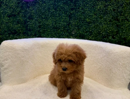 Safkan Toy Poodle Yavrularımız 2 Aylık - 11206 - Görsel 3