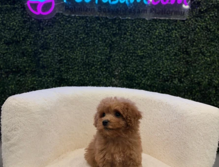 Toy Poodle Yavrularımız 2 Aylık Red Brown - 11207