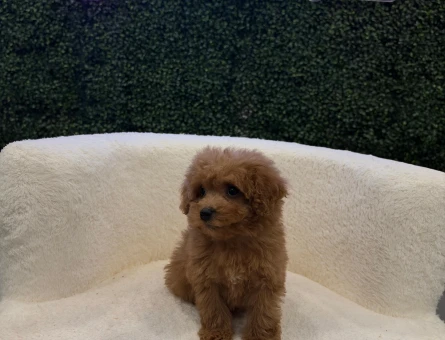 Toy Poodle Yavrularımız 2 Aylık Red Brown - 11207 - Görsel 3