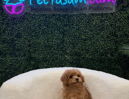 Sevimli Toy Poodle Yavrularımız 2 Aylık - 11208